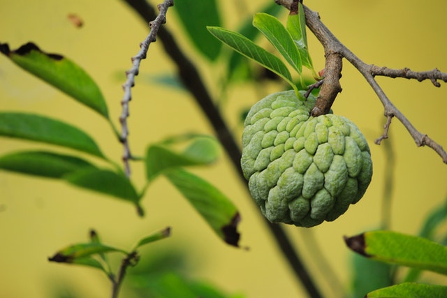 Sugar Apple: The Sweet and Nutritious Tropical Fruit